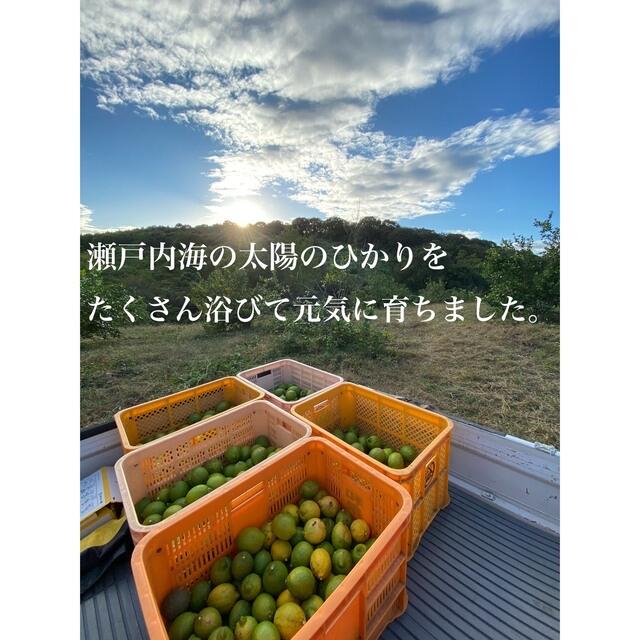 無農薬レモン　岡山県産　農薬防腐剤不使用　瀬戸内レモン　約5キロ　れもん 食品/飲料/酒の食品(フルーツ)の商品写真