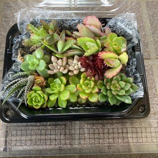 多肉植物　カット苗セット　傷あり(その他)