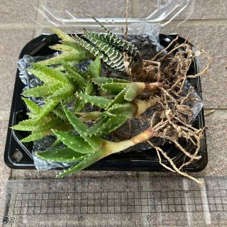 多肉植物　アロエ翡翠殿など　赤ちゃん(その他)