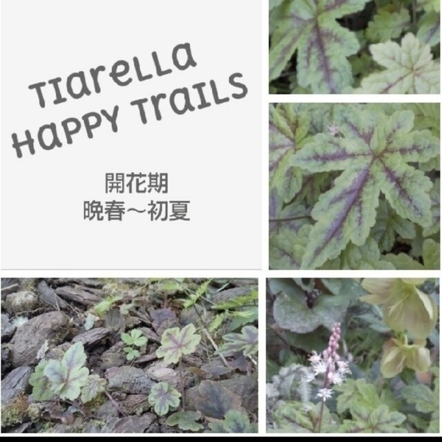 ティアレラ･ハッピートレイル カット苗 × 5 (おまけつき)     ¥550 ハンドメイドのフラワー/ガーデン(その他)の商品写真