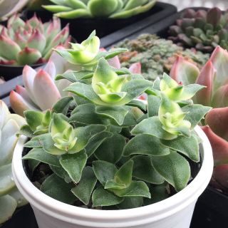 多肉植物　クラッスラ　南十字星　抜き苗全量！！(その他)