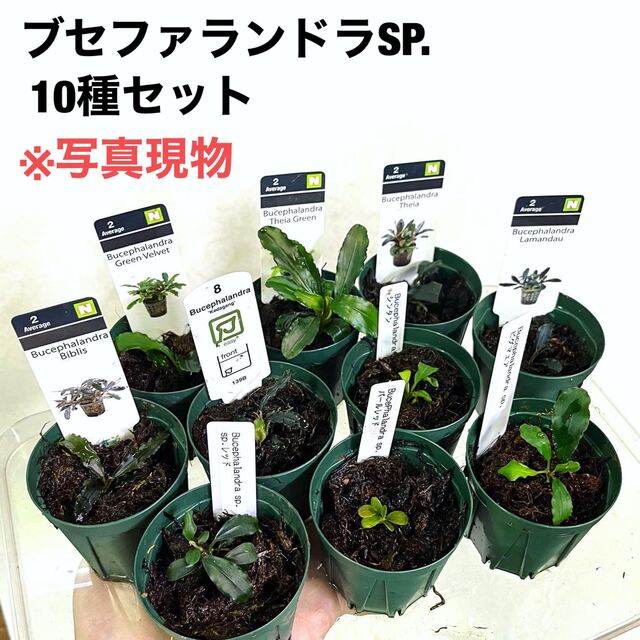 ◆ブセファランドラSP.10種セット（良株） #ブセさかな屋 水草　クダカン