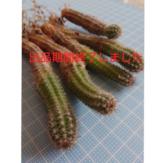 多肉植物✿サボテン🌵黄花白檀（大きめ）抜き苗 ハンドメイドのフラワー/ガーデン(プランター)の商品写真