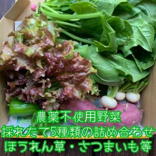 農薬不使用野菜＊採れたて5種類の詰め合わせ＊ほうれん草・などのセット＊コンパクト(野菜)