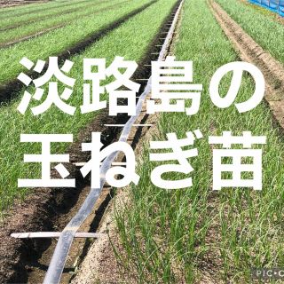 淡路島の玉ねぎ苗　100本(野菜)