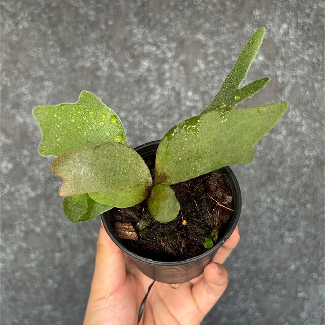 P.willinckii cv. Silver Phoenix (spore) | luizedenise.com.br