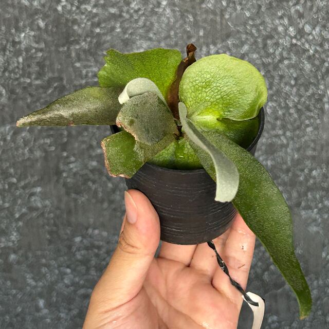 P.willinckii cv. Yellow Moon (spore)の通販 by ビカクバイヤーB|ラクマ