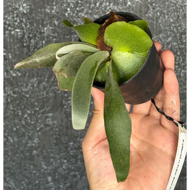 P.willinckii cv. Yellow Moon (spore)の通販 by ビカクバイヤーB|ラクマ