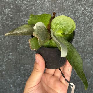 P.willinckii cv. Yellow Moon (spore)の通販 by ビカクバイヤーB