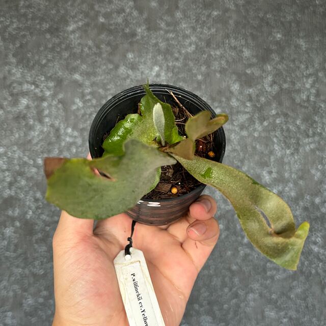 P.willinckii cv. Yellow Moon (spore）