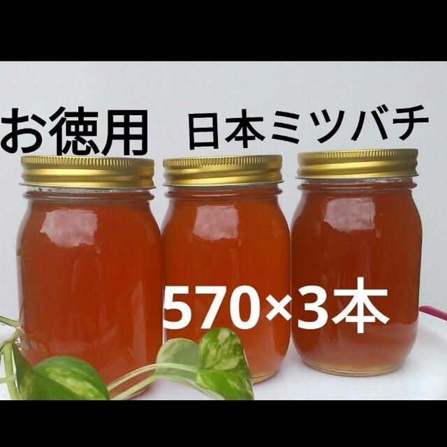 商品一覧の通販 お徳用 日本ミツバチ 蜂蜜(570×3本) aspac.or.jp