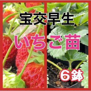 いちご苗‼️プランターでも栽培可能❗️栽培レシピ付き(野菜)