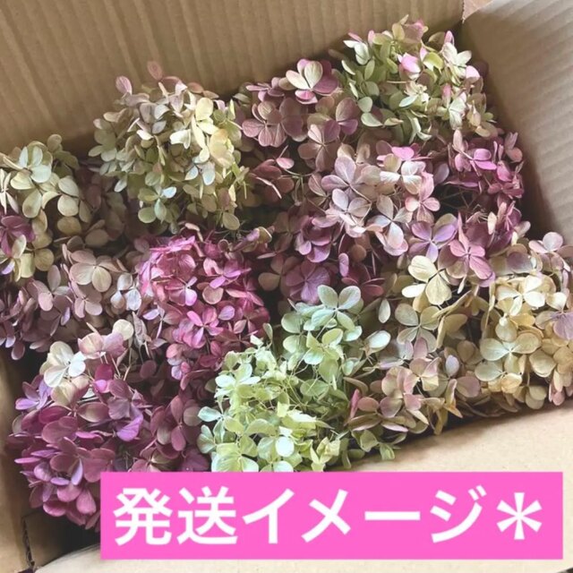 ドライフラワー 秋色紫陽花 61 ノリウツギ  アンティーク訳あり花材まとめ売り ハンドメイドのフラワー/ガーデン(ドライフラワー)の商品写真