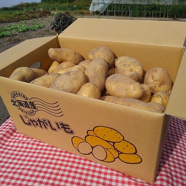 ふらのじゃがいも　メークイン 食品/飲料/酒の食品(野菜)の商品写真