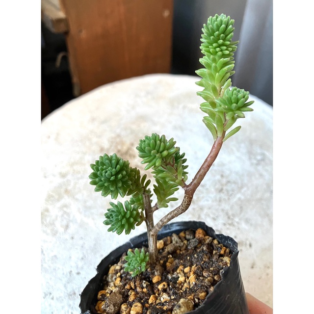 多肉植物 セダム 小松緑 抜き苗の通販 by キキ先輩 |ラクマ 多肉植物 セダム 小松緑 抜き苗の通販 by キキ先輩 |ラクマ
