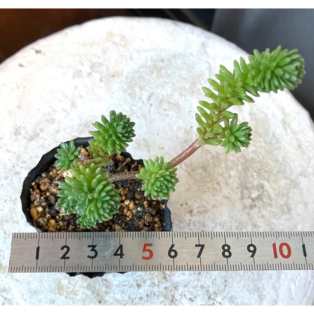 多肉植物 セダム 小松緑 抜き苗の通販 by キキ先輩 |ラクマ 多肉植物 セダム 小松緑 抜き苗の通販 by キキ先輩 |ラクマ