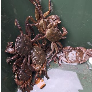 活 モクズガニ (メス)大8杯前後1kg以上
