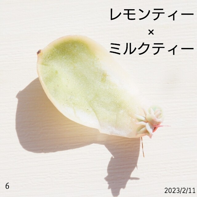 レモンティー×ミルクティー ⑥ 葉挿し 発芽済み！多肉植物