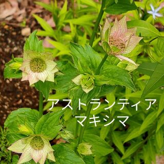 アストランティア マキシマ 花種(その他)