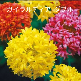 ガイラルディア  ダブル  混合  花種(プランター)