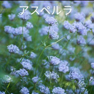 アスペルラ 30粒 花種(プランター)