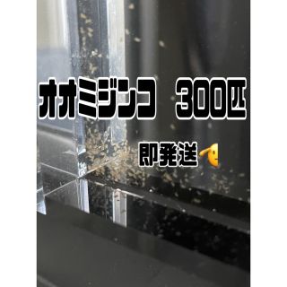 【オオミジンコ300匹程】送料無料めだか金魚グッピーetc.(アクアリウム)