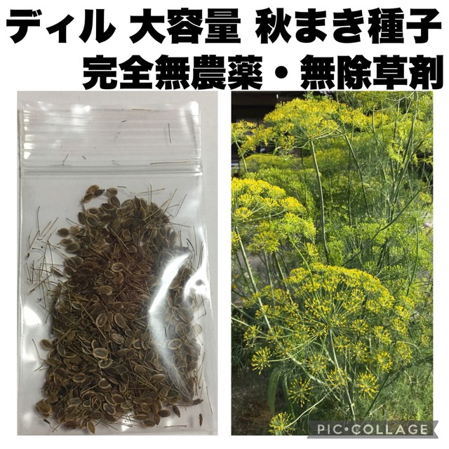 ディル　種子　完全無農薬　無除草剤　有機栽培　オーガニック　大容量　 食品/飲料/酒の食品(野菜)の商品写真