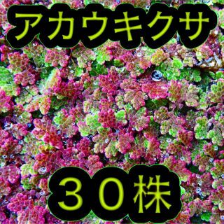 アカウキクサ 赤浮草 ３０株 ビオトープ 水草 メダカ 金魚 熱帯魚 めだか(アクアリウム)
