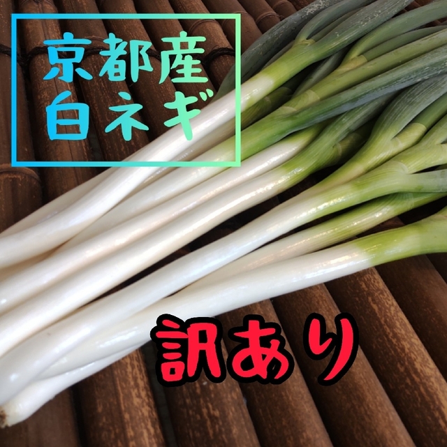 【訳あり】京都産　白ネギ　長ネギ　新鮮（第2弾） 食品/飲料/酒の食品(野菜)の商品写真