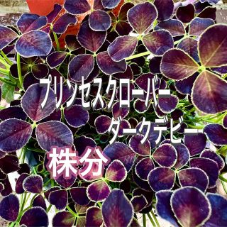 プリンセスクローバー　ダークデビー  株分け　トリフォリウム属　寄せ植えにも(その他)
