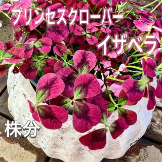 プリンセスクローバー　イザベラ　株分け　トリフォリウム属　寄せ植え　早い者勝ち(その他)