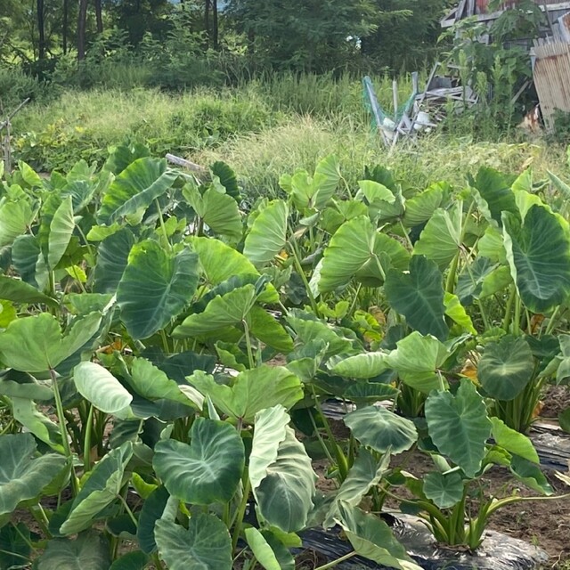 秋田県産里芋　土垂1.3キロ 食品/飲料/酒の食品(米/穀物)の商品写真