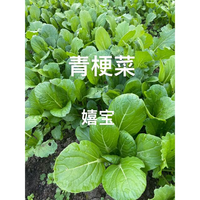 青梗菜400g 食品/飲料/酒の食品(野菜)の商品写真