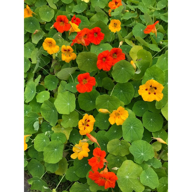 ナスタチウム金蓮花の種60粒❣️おまけ付き。 ハンドメイドのフラワー/ガーデン(プランター)の商品写真