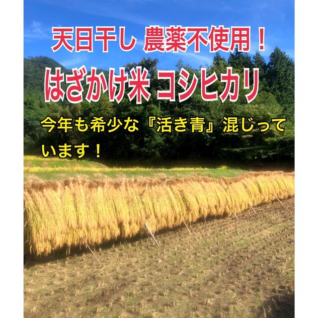 希少！ はざかけ米 新米！農家直送 100% コシヒカリ 10Kg 食品/飲料/酒の食品(米/穀物)の商品写真