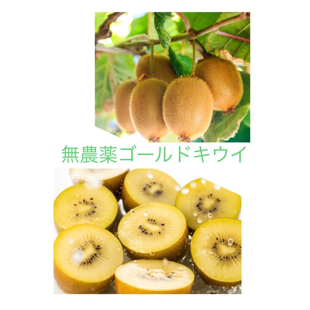 【無農薬】高糖度キウイフルーツ ゴールド 約1.3kg↑ 千葉産【オーガニック】 食品/飲料/酒の食品(フルーツ)の商品写真