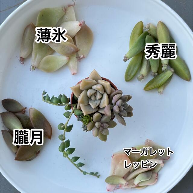 多肉植物セット　カット苗3種+葉挿し4種 ハンドメイドのフラワー/ガーデン(プランター)の商品写真