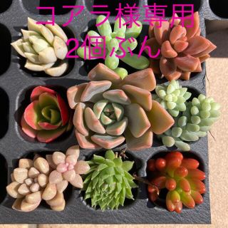 多肉植物2個ぶん　　コアラ様専用(その他)