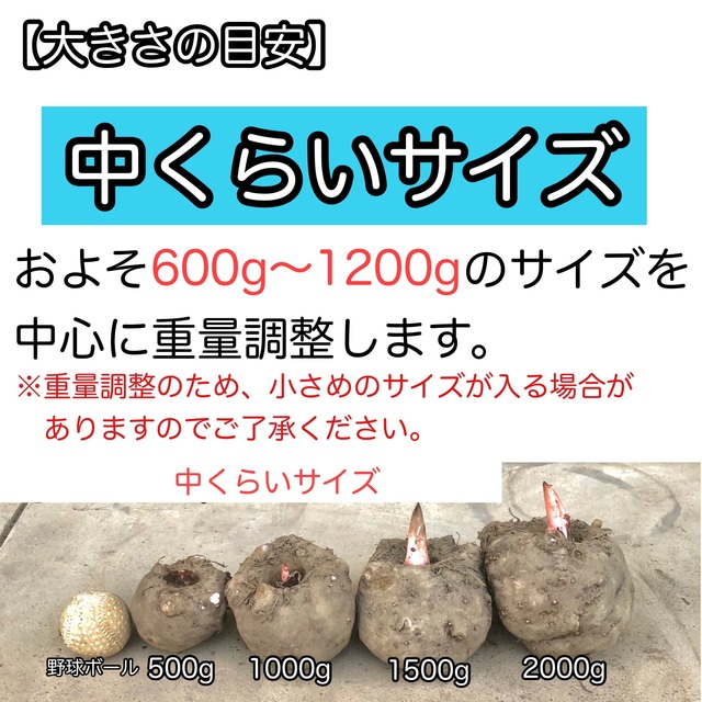 【群馬県産】こんにゃく芋　箱込み20kg以内　手作りこんにゃく用【中サイズ】