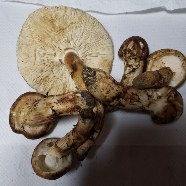 松茸 山口県産 6本 338g