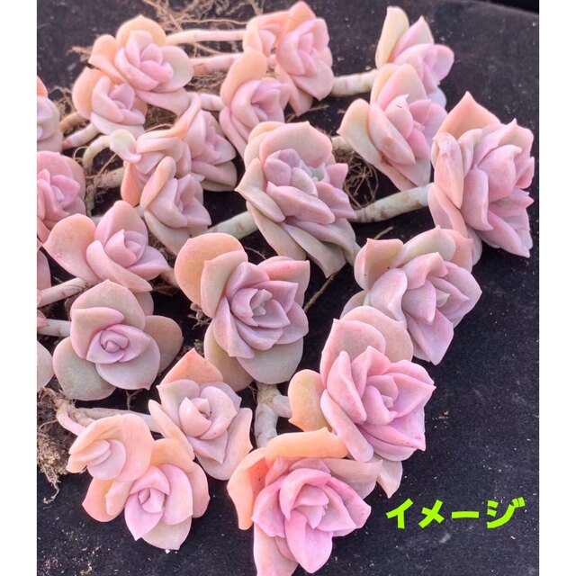 新入荷 エケベリア ピンクラブリーローズ 双頭 抜き苗 1苗1300円 新入荷 エケベリア ピンクラブリーローズ 双頭 抜き苗 1苗1300円