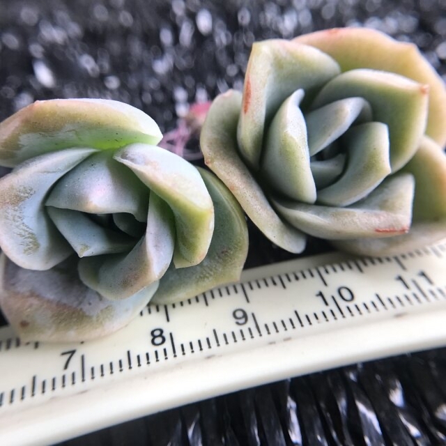 新入荷 エケベリア ピンクラブリーローズ 双頭 抜き苗 1苗1300円 新入荷 エケベリア ピンクラブリーローズ 双頭 抜き苗 1苗1300円