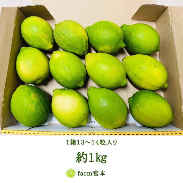 グリーンレモン1kg(訳あり) 食品/飲料/酒の食品(フルーツ)の商品写真