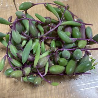 多肉植物　ルビーネックレス(その他)