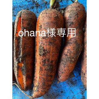 北海道産有機人参3キロ　B品(野菜)