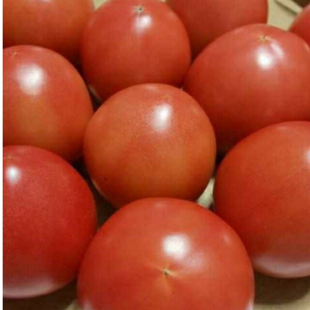 ともにゃおん様　麗月トマト6キロ 食品/飲料/酒の食品(野菜)の商品写真