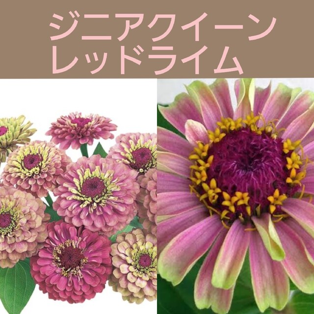 育て方付き❀ピンク×ライムカラーのジニア*クィーンレッドライムカラー*花の種 ハンドメイドのフラワー/ガーデン(その他)の商品写真