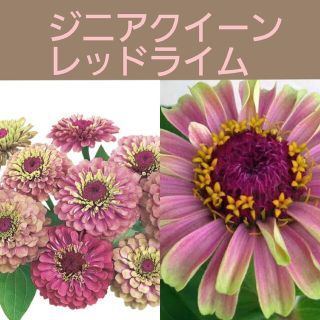 育て方付き❀ピンク×ライムカラーのジニア*クィーンレッドライムカラー*花の種(その他)