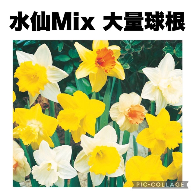水仙　スイセン　種類Mix   大量　球根 ハンドメイドのフラワー/ガーデン(プランター)の商品写真
