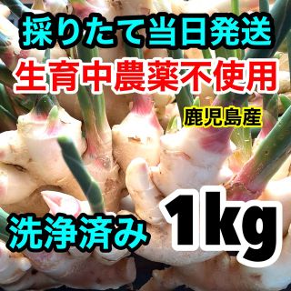 水洗い済み　生育中農薬不使用新生姜　1kg 鹿児島産　(野菜)